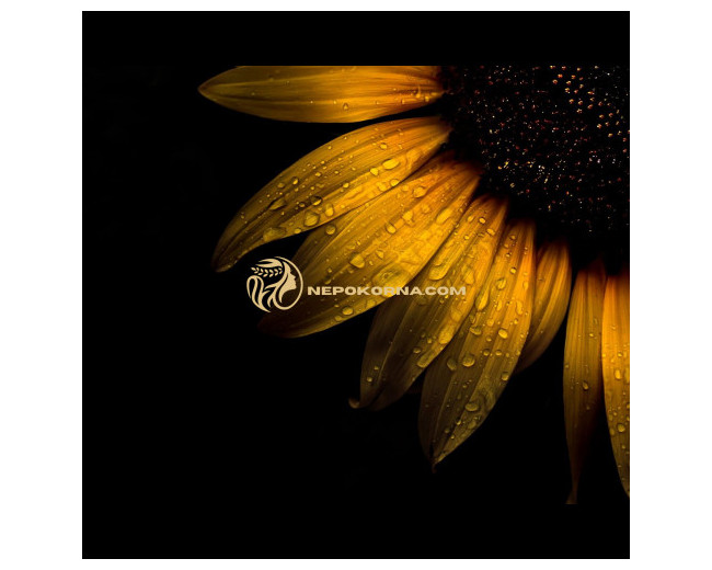 Ð“Ñ€Ð¸Ð²Ð½Ð° Ð¡Ð›ÐªÐÐ¦Ð•