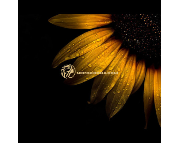 Ð“Ñ€Ð¸Ð²Ð½Ð° Ð¡Ð›ÐªÐÐ¦Ð•